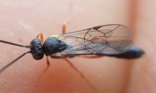 Réf. 273 617 : Campopleginae inconnu